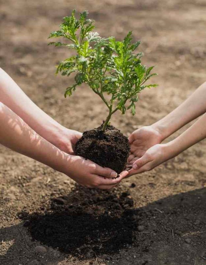 Mãos, plantar árvore _ Foto Premium
