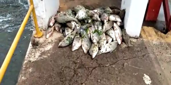 limpeza da escada de subida dos cardumes no Distrito de Cachoeira de Emas, e pesca ilegal.