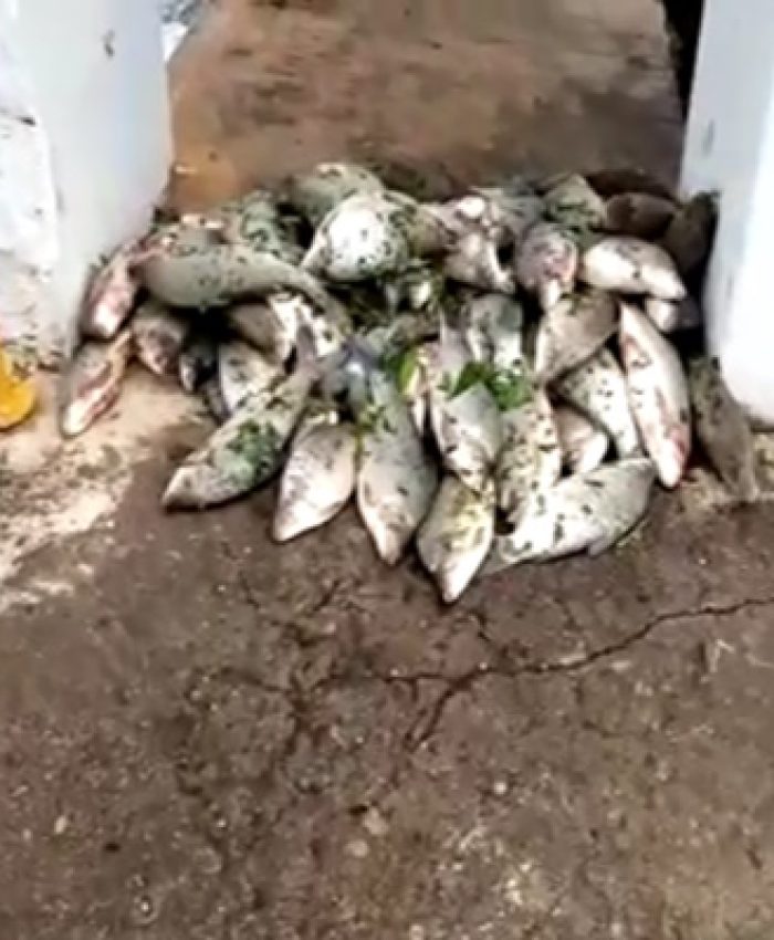 limpeza da escada de subida dos cardumes no Distrito de Cachoeira de Emas, e pesca ilegal.