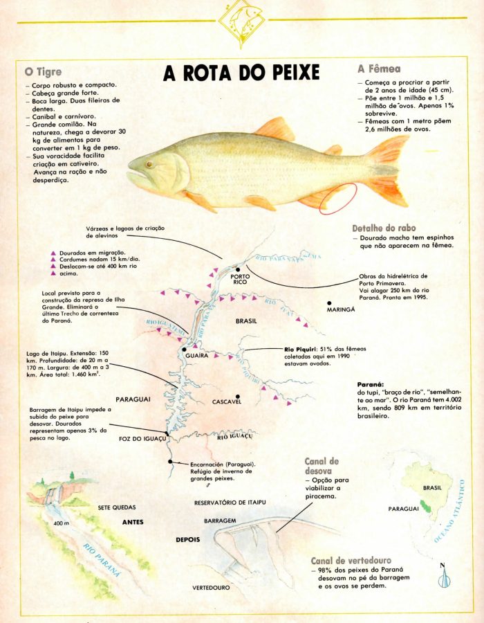 mogi guaçu VIII