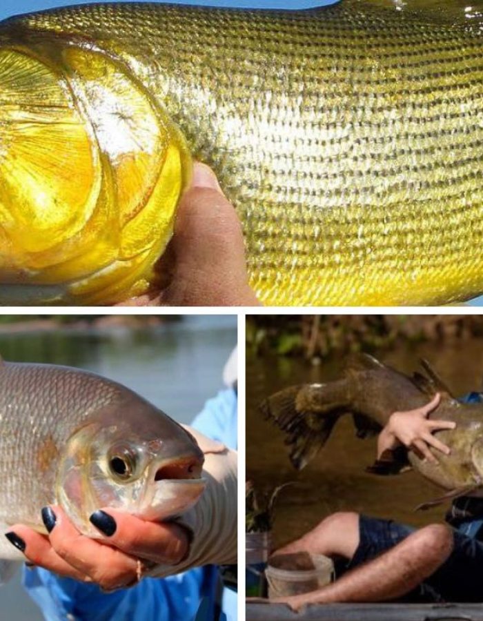peixes-proibidos-MT.jpg